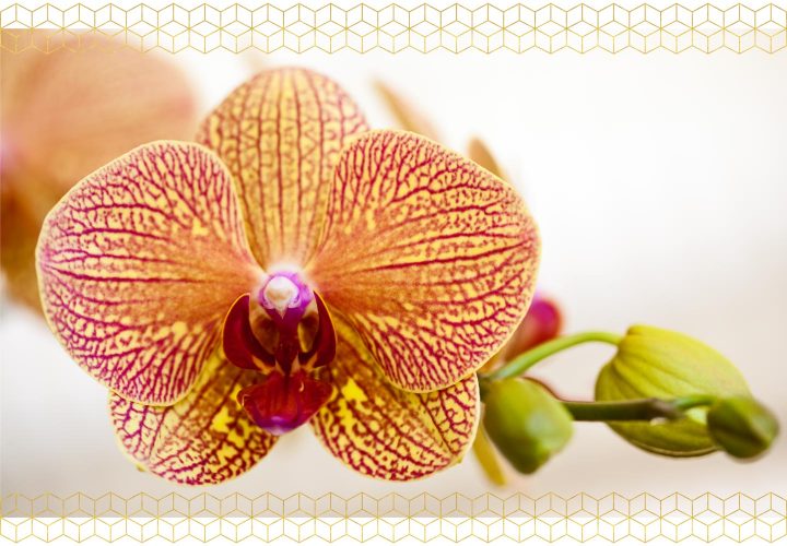 orchids lifecycle